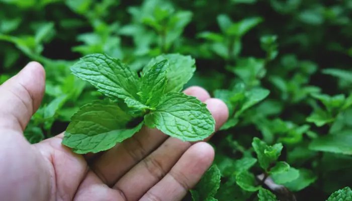 Mint Leaves Turn Yellow