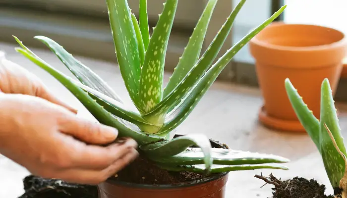 Where to Buy an Aloe Vera Plant