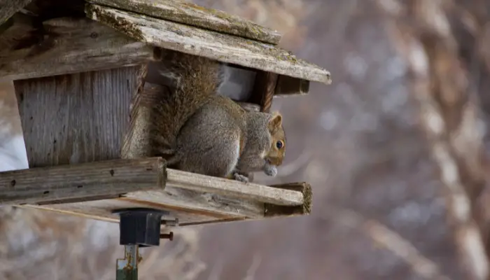 Squirrels Eat Safflower Seeds