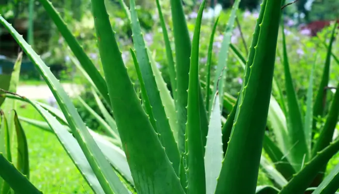 If you're looking to add some greenery to your living space, an aloe vera plant is a great option.