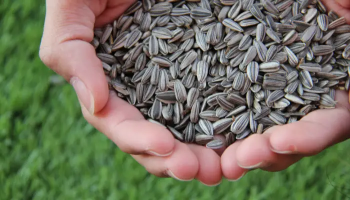 How Deep to Plant Sunflower Seeds