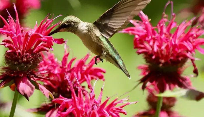 Best Plants for Hummingbirds