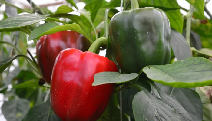 Why Do Green Peppers Turn Red