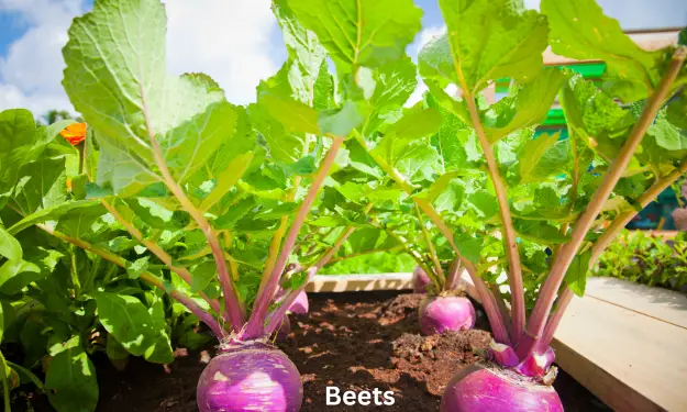 Beets