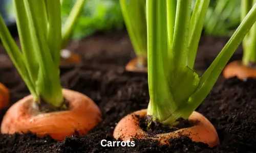 Carrots