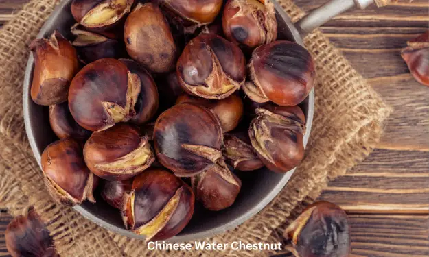 Chinese Water Chestnut