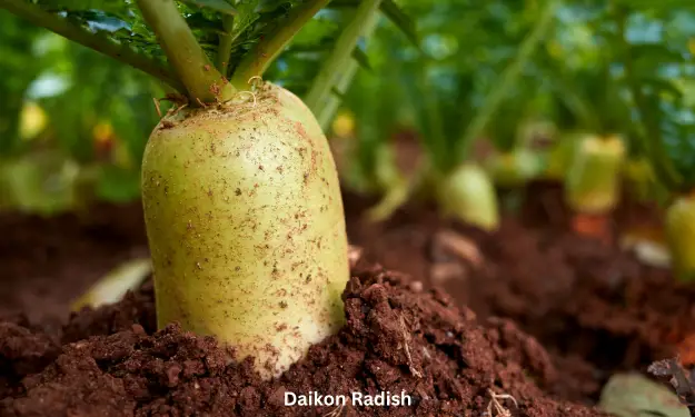 Daikon Radish