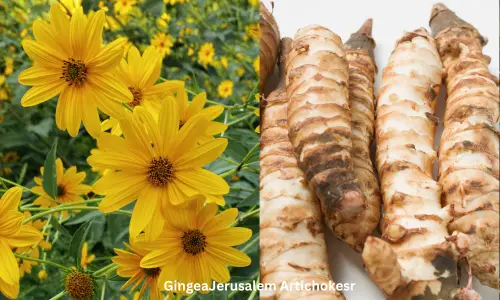 Jerusalem Artichokes