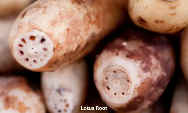 Lotus Root