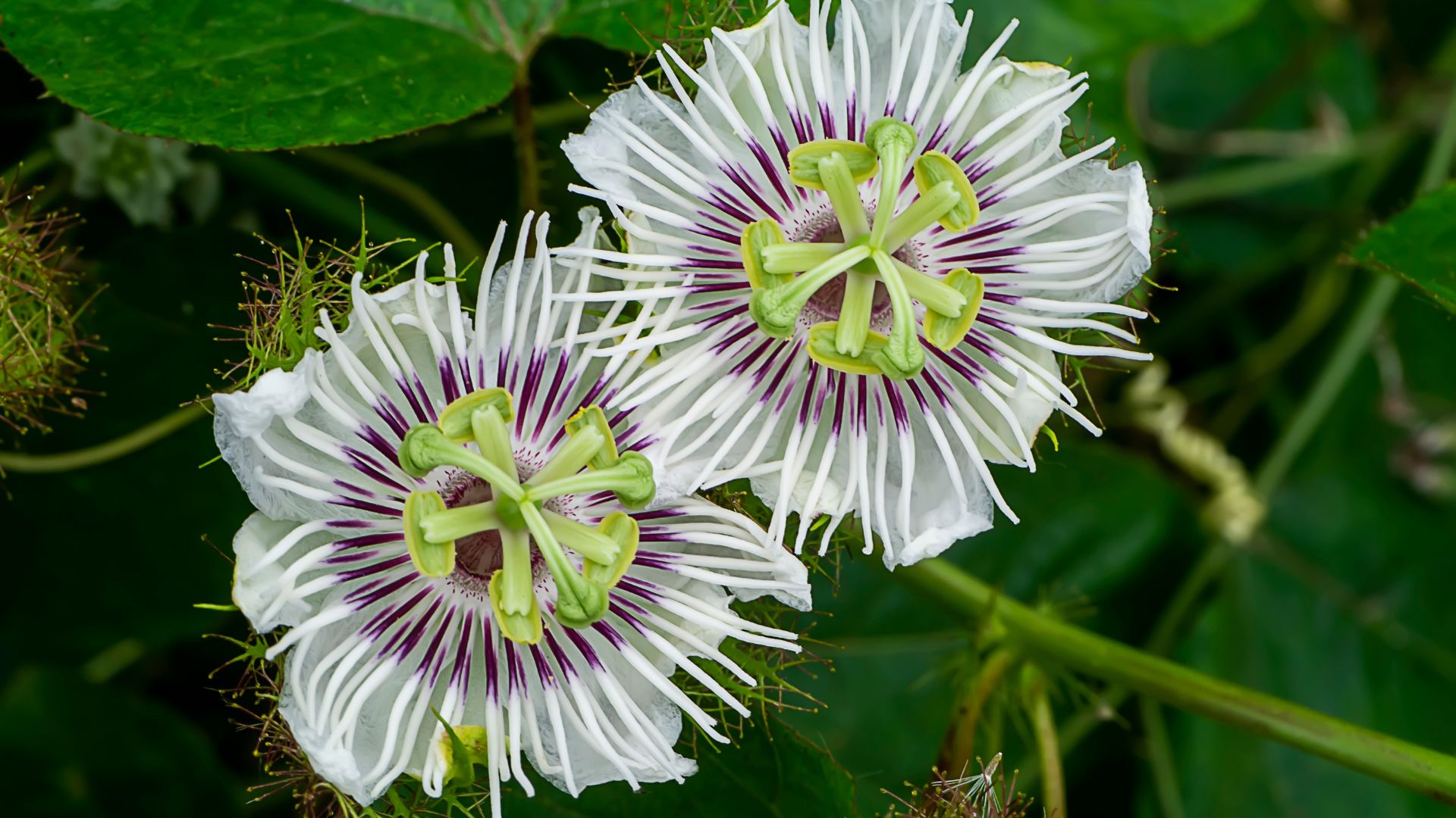 17 FastGrowing Flowering Vines Across Zones