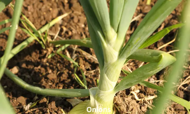 Onions