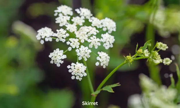 Skirret