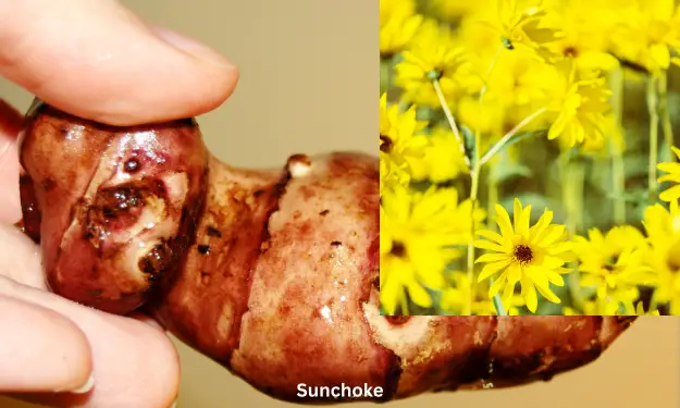 Sunchoke