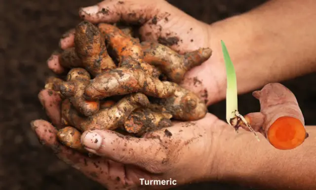 Turmeric