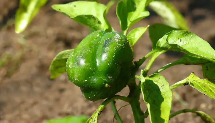 Bell peppers are colorful and crunchy fruits that belong to the nightshade family, along with tomatoes