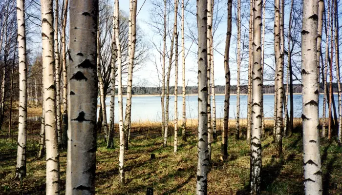 When to Plant a River Birch Tree
