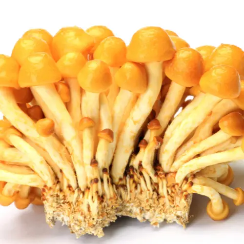 Common Mushroom Varieties