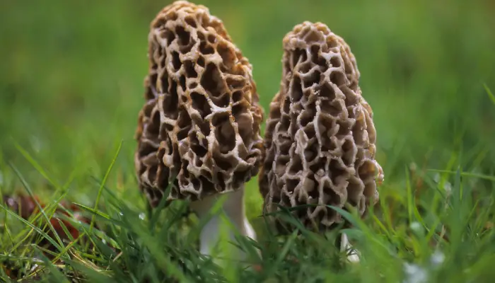 Common Mushroom Varieties