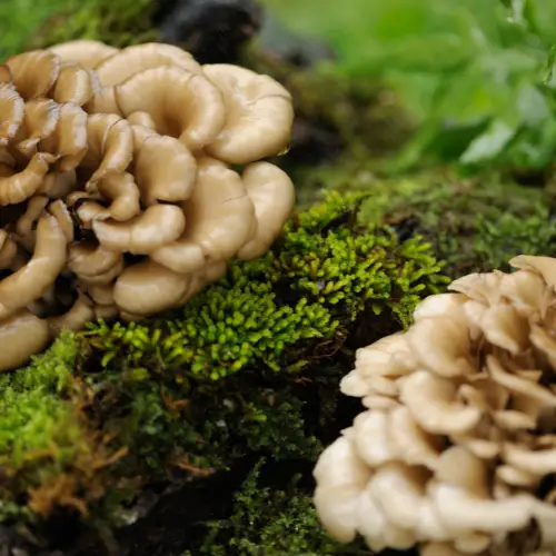 Maitake Mushrooms 