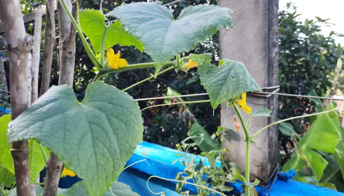 How Far Apart to Plant Cucumber