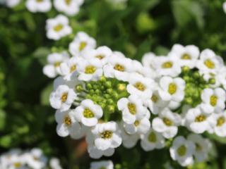 Fastest Growing Flowers That Bloom