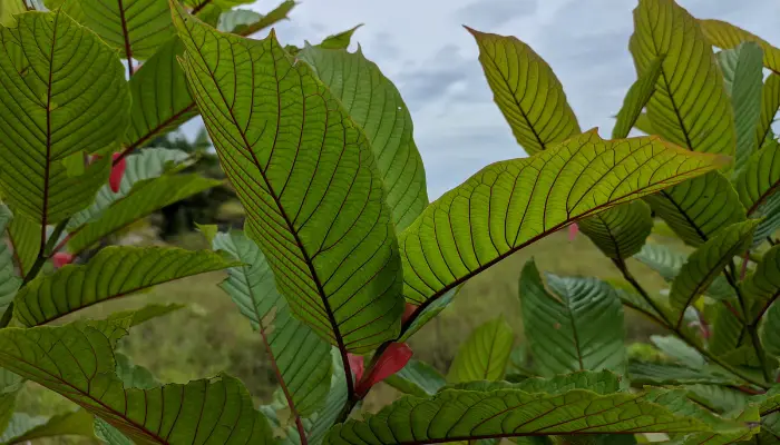 Dirtgreen.com - Everything Around The YardIs It Possible To Grow Your Kratom Tree This Winter?