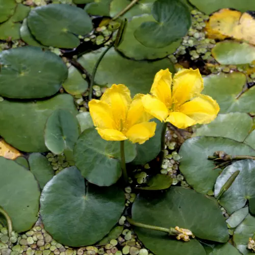 Dirtgreen.com - Everything Around The Yard16 Aquatic Flowers That Grow in Water