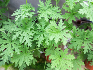 Citronella Plants