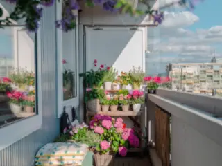 Best Balcony Plants 