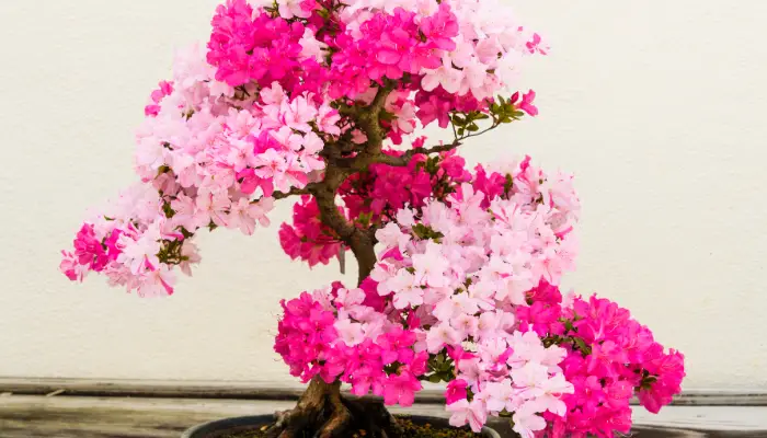 Dirtgreen.com - Everything Around The YardFlowering Indoor Bonsai Trees: A Guide to Cultivation and Care