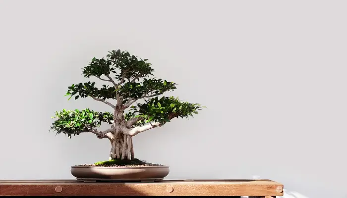 Flowering Indoor Bonsai Trees