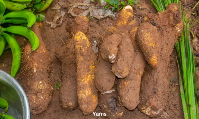 Yams