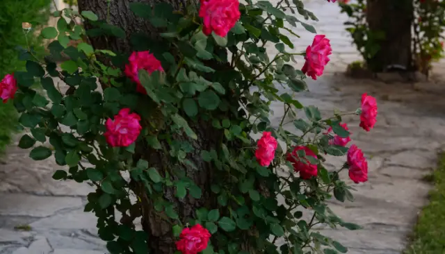 How to Grow Climber Rose Plants