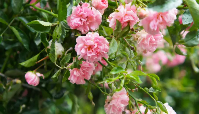 How to Grow Climber Rose Plants