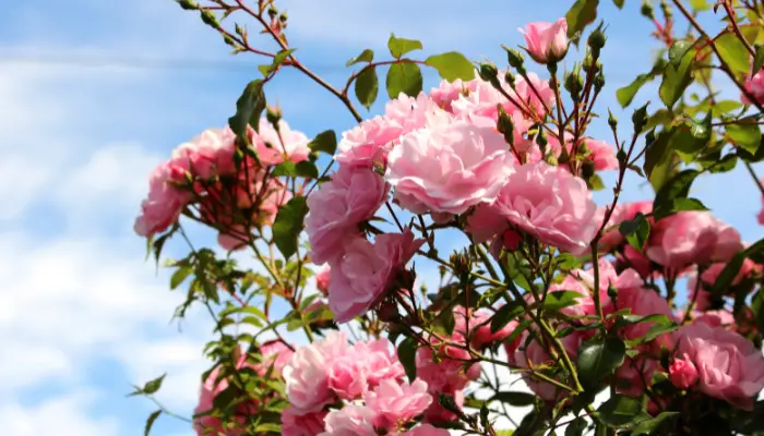 Dirtgreen.com - Everything Around The YardHow to Grow Climber Rose Plants