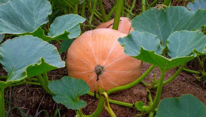 Growing Pumpkins 