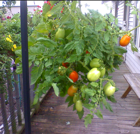 growing tomatoes upside down