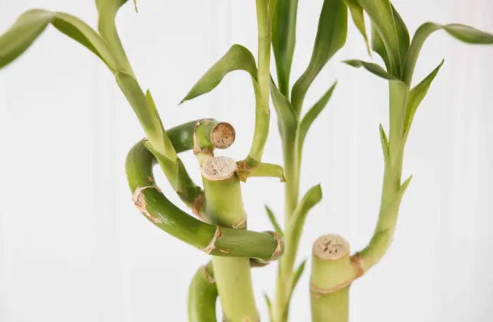 Lucky Bamboo Plant Care: From Yellow Leaves to Vibrant Green