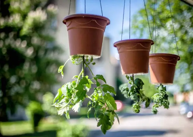 Growing Tomatoes Upside Down: A Unique Approach