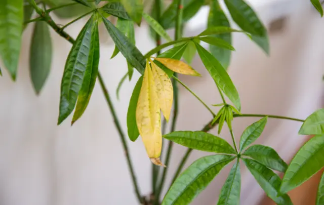 Plant Leaves Turning Yellow