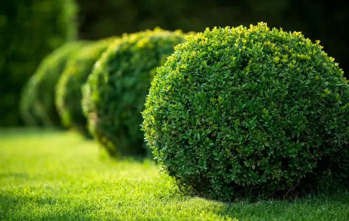 10 Best Evergreen Plants for Year-Round Colour and Interest
