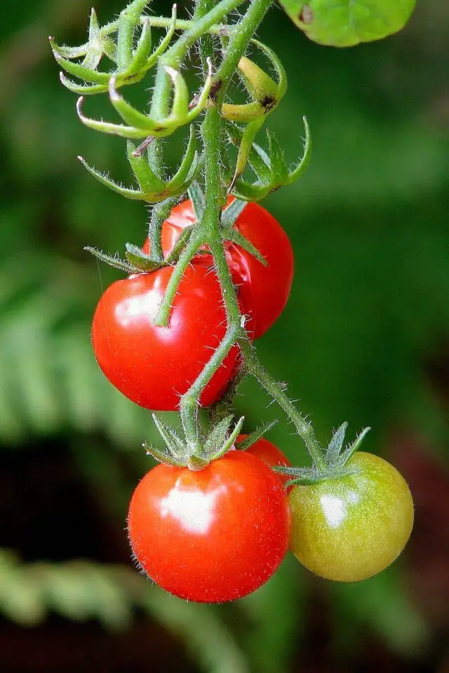  Plant Spacing for Cherry Tomatoes