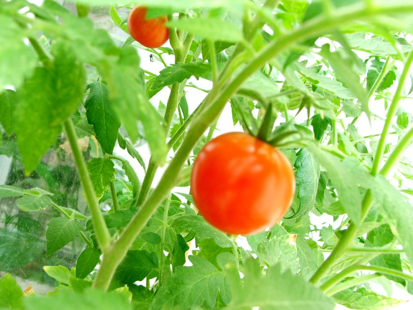 Plant Spacing for Cherry Tomatoes