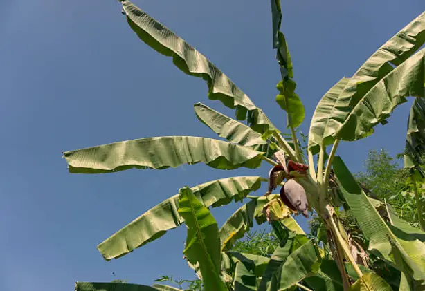 Pruning Your Banana Tree for Maximum Growth