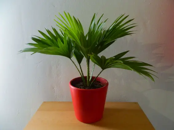 Easy Tips for Caring for Palm Plants as Indoor Houseplants
