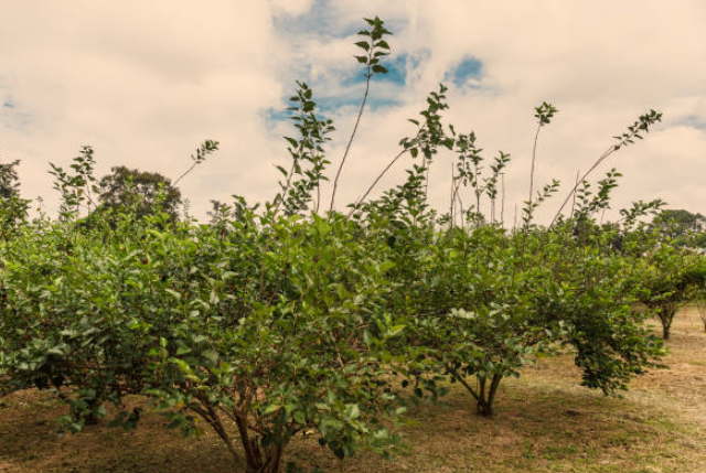 The Crispin is a variety you should become familiar with if you enjoy growing apples at home or are just an apple enthusiast.