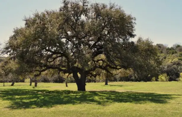 Live Oak Trees: How Fast Do Live Oaks Reach Maturity?