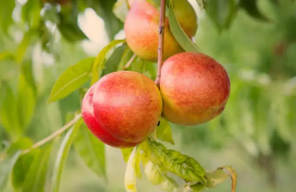Nectarine Fruit Tree: