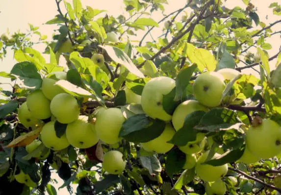 Crispin Apple Tree: A Crisp, Versatile Apple Variety for Your Orchard