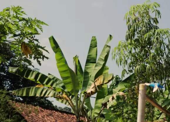 Pruning Your Banana Tree